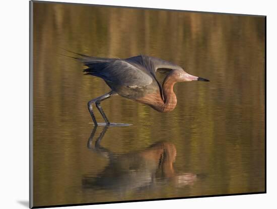 Reddish Egret Reflected in Water and Preparing to Take Off, Ft. Myers Beach, Florida, USA-Ellen Anon-Mounted Photographic Print