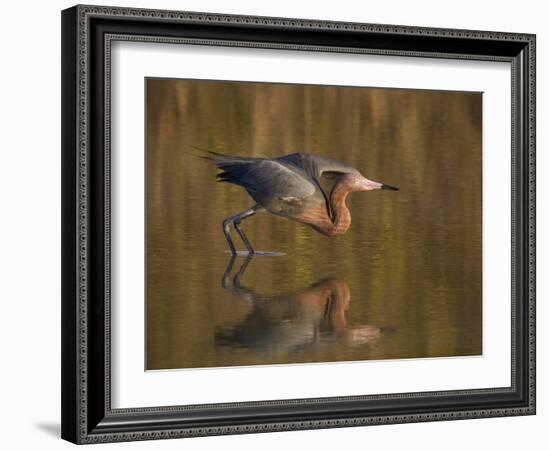 Reddish Egret Reflected in Water and Preparing to Take Off, Ft. Myers Beach, Florida, USA-Ellen Anon-Framed Photographic Print