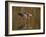 Reddish Egret Reflected in Water and Preparing to Take Off, Ft. Myers Beach, Florida, USA-Ellen Anon-Framed Photographic Print