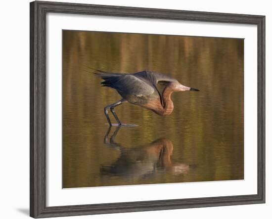 Reddish Egret Reflected in Water and Preparing to Take Off, Ft. Myers Beach, Florida, USA-Ellen Anon-Framed Photographic Print