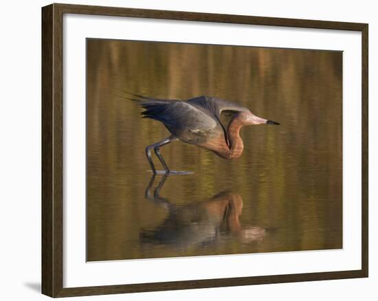 Reddish Egret Reflected in Water and Preparing to Take Off, Ft. Myers Beach, Florida, USA-Ellen Anon-Framed Photographic Print