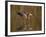 Reddish Egret Reflected in Water and Preparing to Take Off, Ft. Myers Beach, Florida, USA-Ellen Anon-Framed Photographic Print