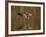 Reddish Egret Reflected in Water and Preparing to Take Off, Ft. Myers Beach, Florida, USA-Ellen Anon-Framed Photographic Print