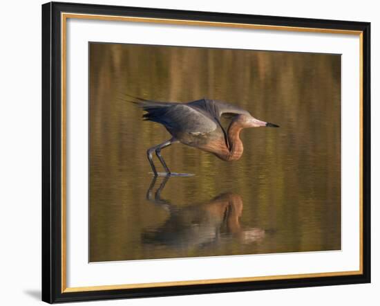 Reddish Egret Reflected in Water and Preparing to Take Off, Ft. Myers Beach, Florida, USA-Ellen Anon-Framed Photographic Print