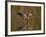 Reddish Egret Reflected in Water and Preparing to Take Off, Ft. Myers Beach, Florida, USA-Ellen Anon-Framed Photographic Print