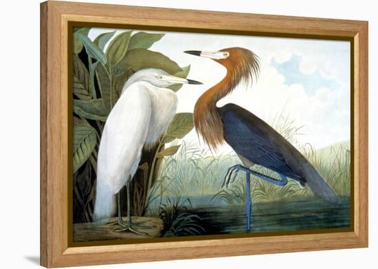 Reddish Egret,-John James Audubon-Framed Premier Image Canvas