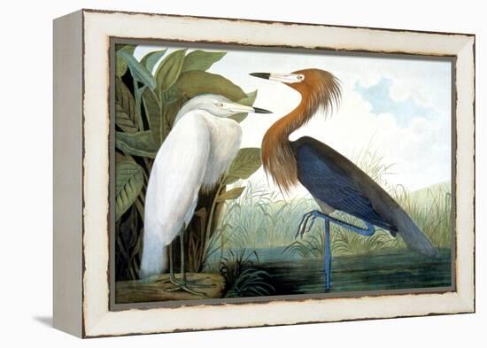 Reddish Egret,-John James Audubon-Framed Premier Image Canvas