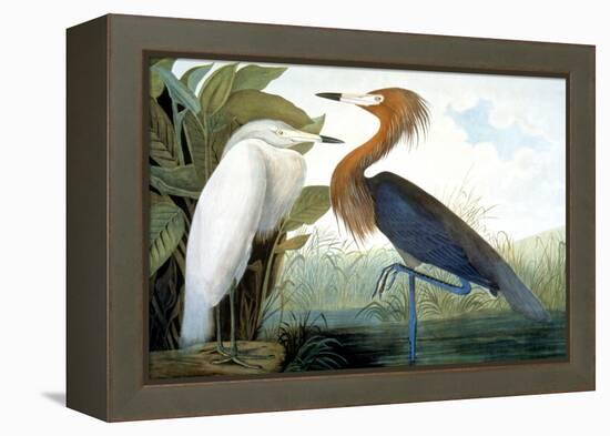 Reddish Egret,-John James Audubon-Framed Premier Image Canvas