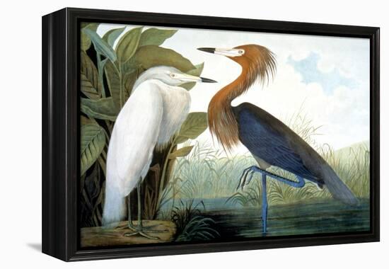 Reddish Egret,-John James Audubon-Framed Premier Image Canvas