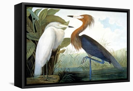 Reddish Egret,-John James Audubon-Framed Premier Image Canvas