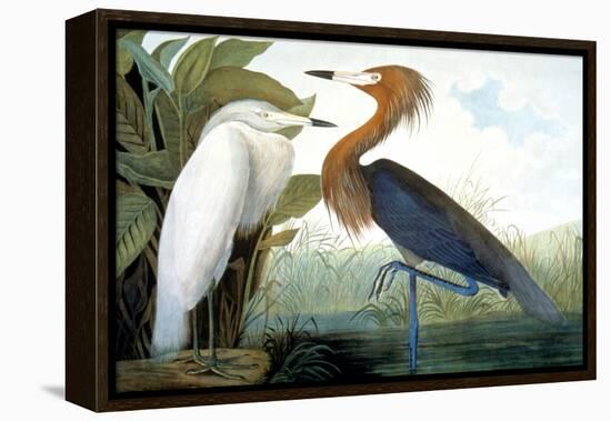 Reddish Egret,-John James Audubon-Framed Premier Image Canvas