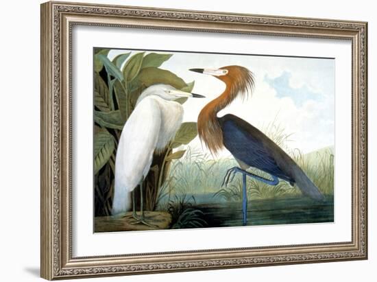 Reddish Egret,-John James Audubon-Framed Giclee Print