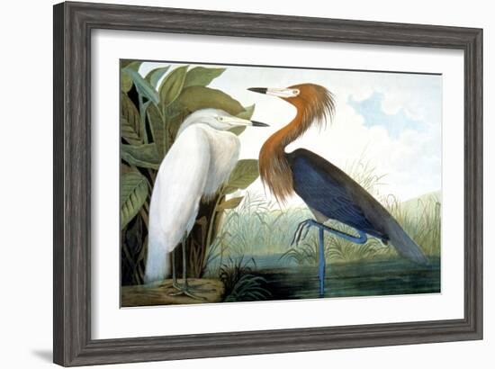 Reddish Egret,-John James Audubon-Framed Giclee Print