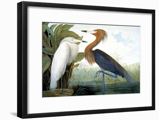 Reddish Egret,-John James Audubon-Framed Giclee Print