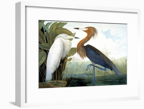 Reddish Egret,-John James Audubon-Framed Giclee Print