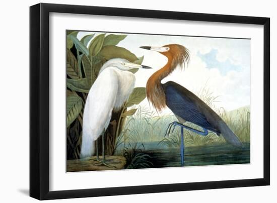 Reddish Egret,-John James Audubon-Framed Giclee Print