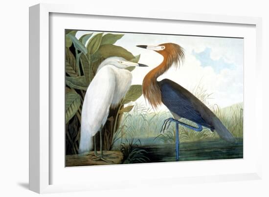 Reddish Egret,-John James Audubon-Framed Giclee Print