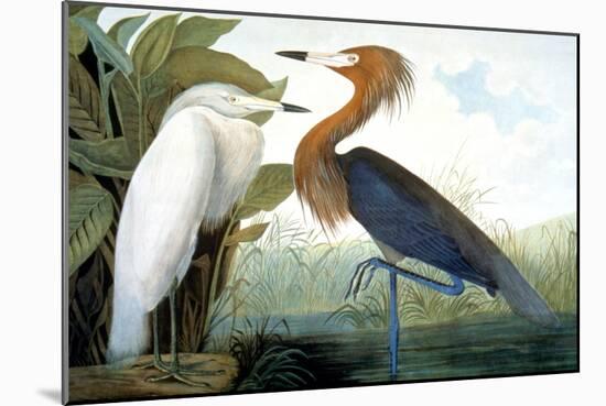 Reddish Egret,-John James Audubon-Mounted Giclee Print