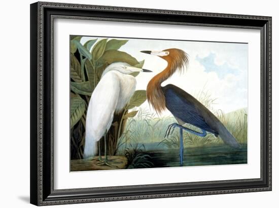 Reddish Egret,-John James Audubon-Framed Giclee Print