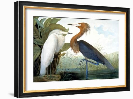 Reddish Egret,-John James Audubon-Framed Giclee Print