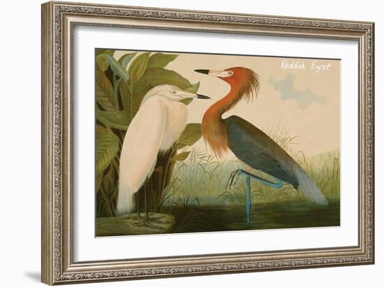 Reddish Egret-John James Audubon-Framed Art Print