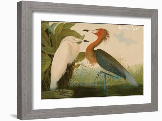 Reddish Egret-John James Audubon-Framed Art Print