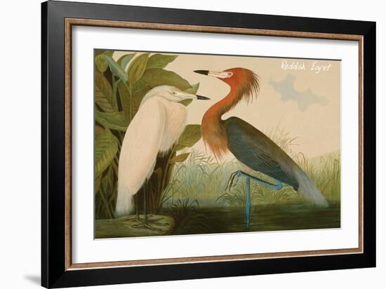 Reddish Egret-John James Audubon-Framed Art Print