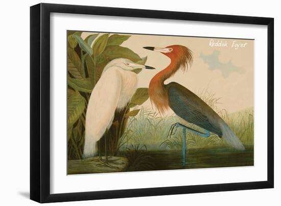 Reddish Egret-John James Audubon-Framed Art Print