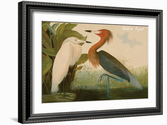 Reddish Egret-John James Audubon-Framed Art Print