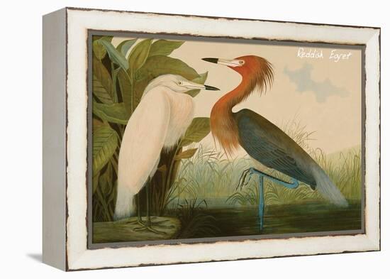 Reddish Egret-John James Audubon-Framed Stretched Canvas