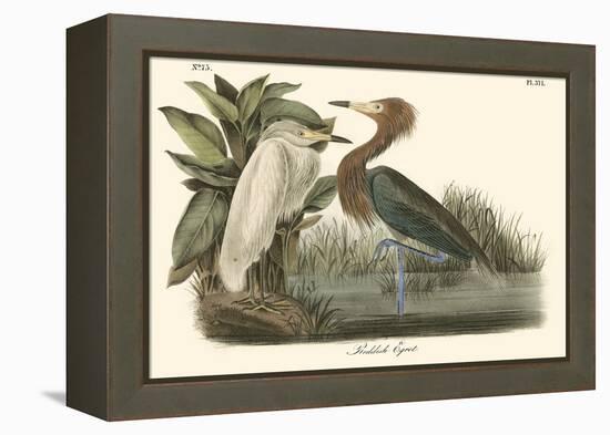 Reddish Egret-John James Audubon-Framed Stretched Canvas