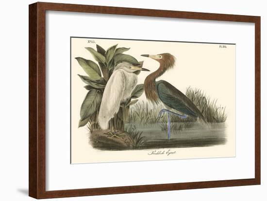 Reddish Egret-John James Audubon-Framed Art Print