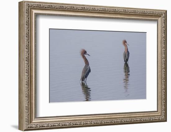 Reddish egrets (Egretta rufescens) standing in bay.-Larry Ditto-Framed Photographic Print