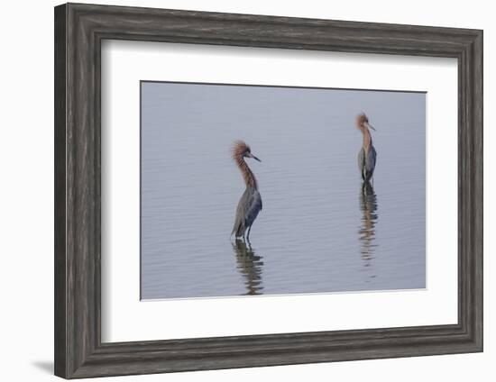 Reddish egrets (Egretta rufescens) standing in bay.-Larry Ditto-Framed Photographic Print