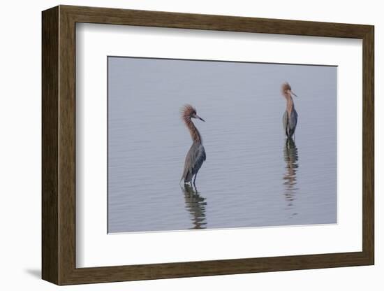 Reddish egrets (Egretta rufescens) standing in bay.-Larry Ditto-Framed Photographic Print