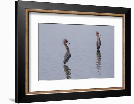 Reddish egrets (Egretta rufescens) standing in bay.-Larry Ditto-Framed Photographic Print