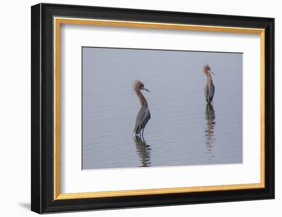 Reddish egrets (Egretta rufescens) standing in bay.-Larry Ditto-Framed Photographic Print