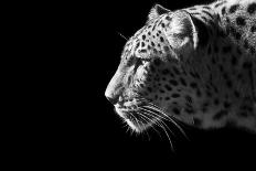 Leopard Portrait-Reddogs-Premium Giclee Print