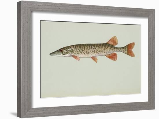 Redfin Pickerel-null-Framed Giclee Print