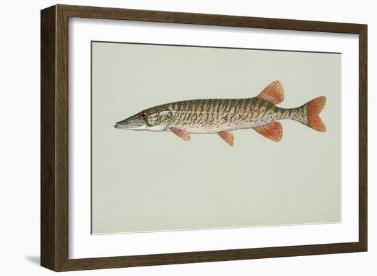 Redfin Pickerel-null-Framed Giclee Print