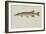 Redfin Pickerel-null-Framed Giclee Print