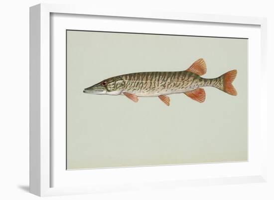 Redfin Pickerel-null-Framed Giclee Print