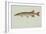 Redfin Pickerel-null-Framed Giclee Print