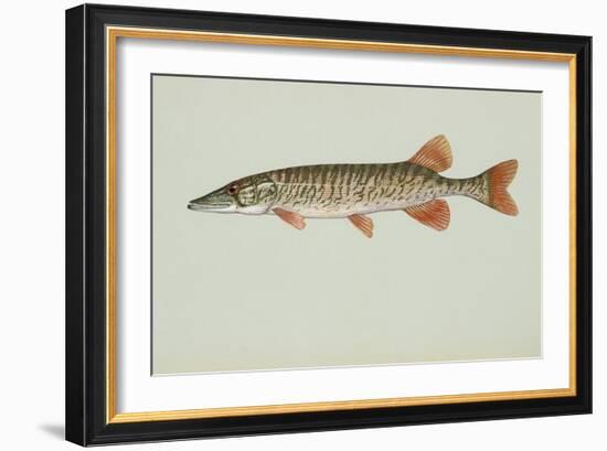 Redfin Pickerel-null-Framed Giclee Print