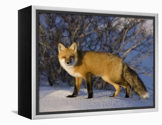 Redfox (Vulpes Vulpes), Churchill, Hudson Bay, Manitoba, Canada-Thorsten Milse-Framed Premier Image Canvas
