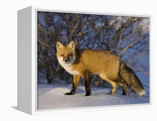 Redfox (Vulpes Vulpes), Churchill, Hudson Bay, Manitoba, Canada-Thorsten Milse-Framed Premier Image Canvas