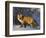 Redfox (Vulpes Vulpes), Churchill, Hudson Bay, Manitoba, Canada-Thorsten Milse-Framed Photographic Print