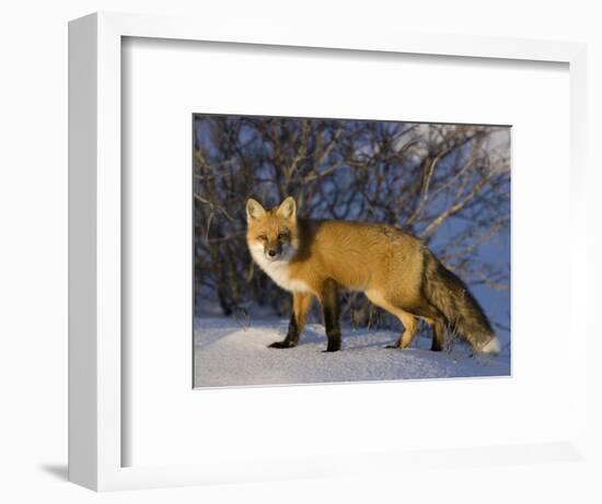 Redfox (Vulpes Vulpes), Churchill, Hudson Bay, Manitoba, Canada-Thorsten Milse-Framed Photographic Print