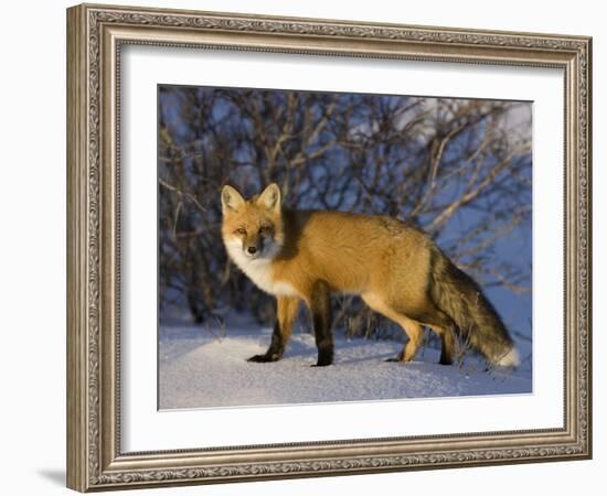 Redfox (Vulpes Vulpes), Churchill, Hudson Bay, Manitoba, Canada-Thorsten Milse-Framed Photographic Print