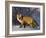 Redfox (Vulpes Vulpes), Churchill, Hudson Bay, Manitoba, Canada-Thorsten Milse-Framed Photographic Print